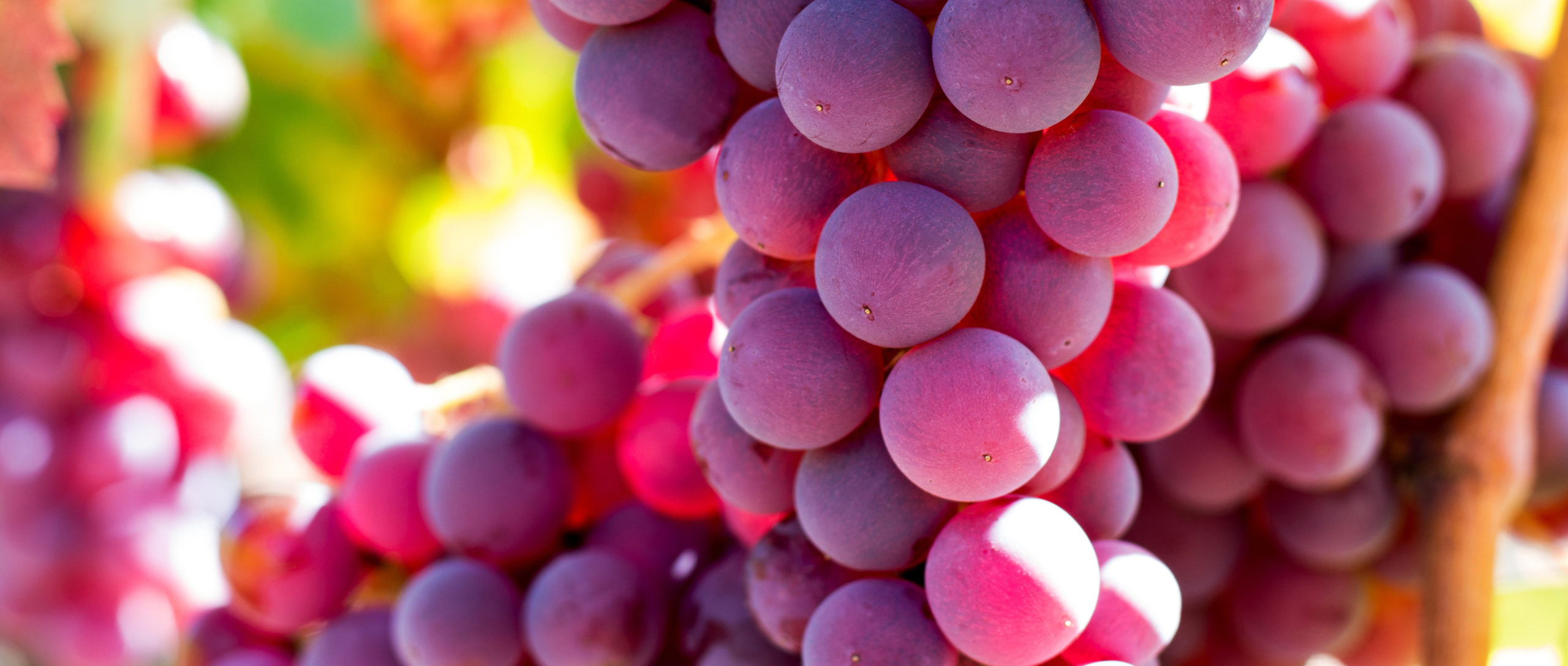 Bunch of red grapes in the vineyard